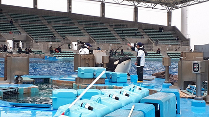 名古屋港水族馆第 12 张图片