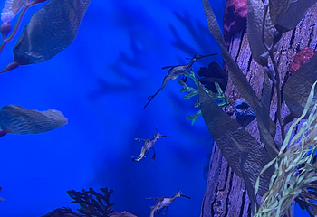 莱利大烟山水族馆第 5 张图片