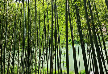 鲸鱼沟竹海风景区第 48 张图片