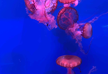 曼谷暹罗海洋世界第 48 张图片