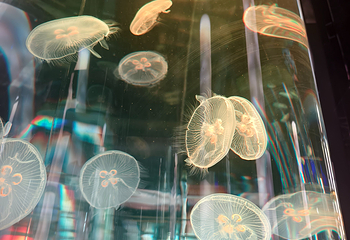 DMM Kariyushi水族馆第 11 张图片