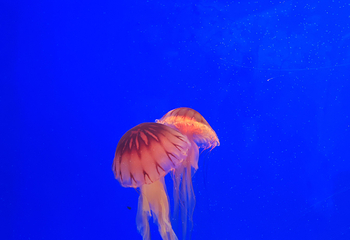 上海海洋水族馆第 214 张图片