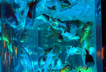 银座艺术水族馆美术馆第 29 张图片
