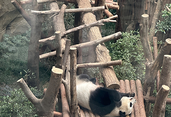 成都大熊猫繁育研究基地第 396 张图片