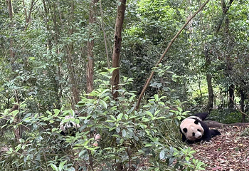 成都大熊猫繁育研究基地第 351 张图片