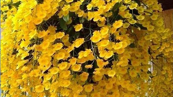 中国兰科植物园