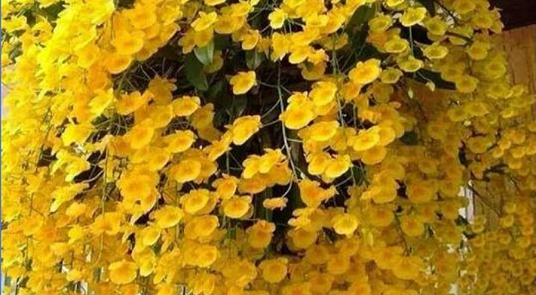 中国兰科植物园