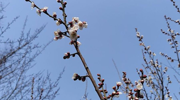 明孝陵景区-梅娘园