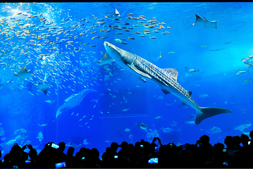 冲绳美丽海水族馆第 29 张图片