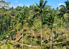 Luwak Coffee Bali Plantation