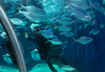 上海海洋水族馆第 177 张图片