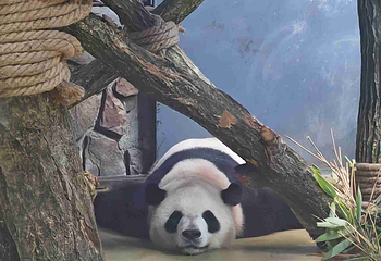 熊猫谷第 38 张图片