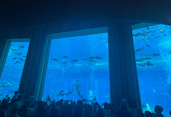 墨尔本水族馆第 55 张图片