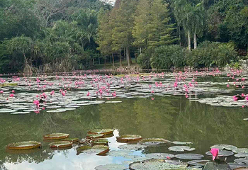 中国科学院西双版纳热带植物园第 64 张图片