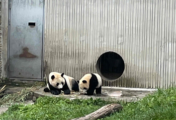 卧龙中华大熊猫苑神树坪基地第 73 张图片