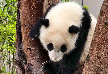 成都大熊猫繁育研究基地第 462 张图片