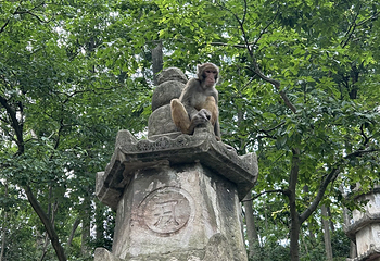 黔灵山公园第 24 张图片