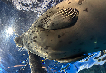 上海海洋水族馆第 194 张图片