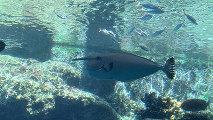 冲绳美丽海水族馆第 120 张图片