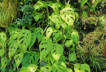 热川香蕉鳄鱼园第 19 张图片