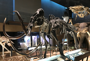 Kitakyushu Museum of Natural History & Human History第 3 张图片