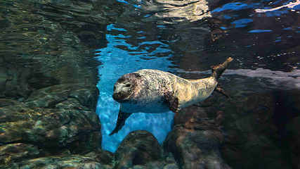 上海海洋水族馆第 113 张图片