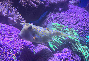 凯恩斯水族馆第 35 张图片