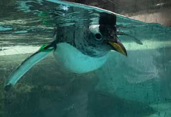 大连圣亚海洋世界第 77 张图片
