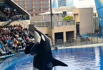 上海海昌海洋公园第 381 张图片