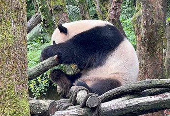熊猫谷第 127 张图片