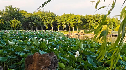 隋唐城遗址植物园第 46 张图片