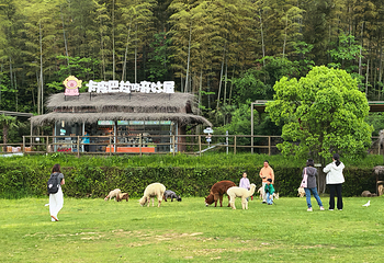 云上草原·熊猫部落探险乐园第 77 张图片