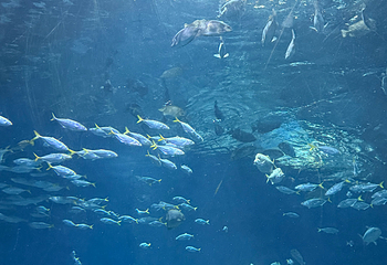 海合安武汉极地海洋公园第 407 张图片