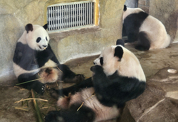 成都大熊猫繁育研究基地第 168 张图片