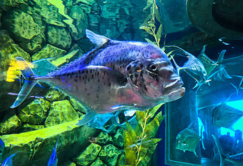 三亚亚特兰蒂斯失落的空间水族馆第 140 张图片