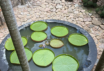 东芭乐园第 153 张图片
