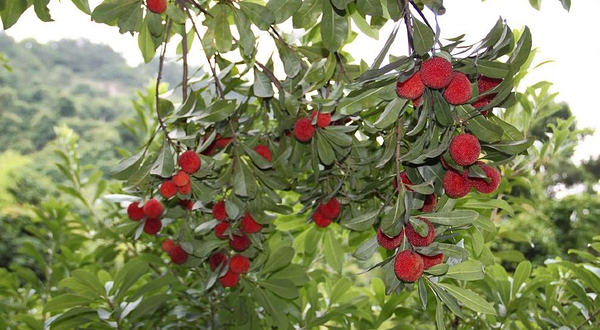 大罗山风景区-杨梅山