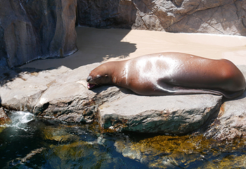宫岛水族馆第 3 张图片