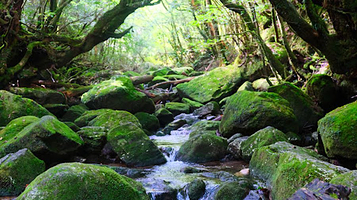 屋久岛国立公园