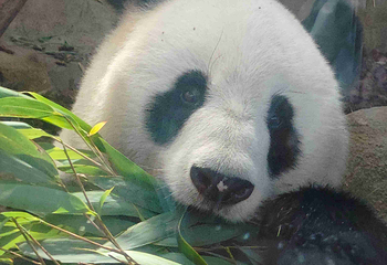 成都大熊猫繁育研究基地第 433 张图片