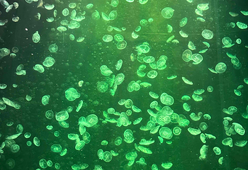 新加坡海洋生态馆第 145 张图片