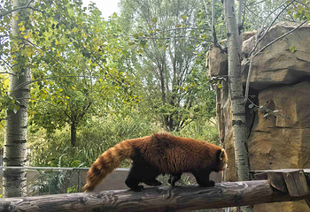 北京野生动物园第 265 张图片