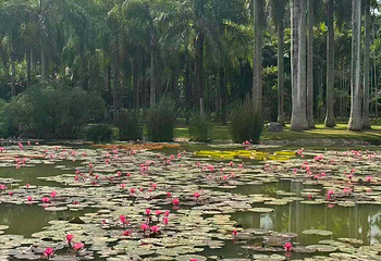 中国科学院西双版纳热带植物园第 119 张图片