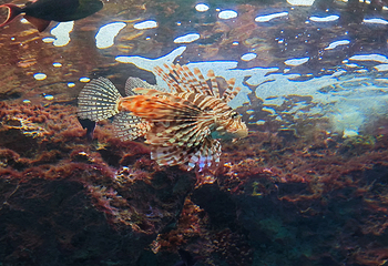 冲绳美丽海水族馆第 152 张图片