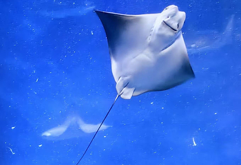上海海洋水族馆第 100 张图片