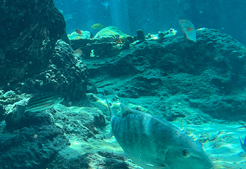冲绳美丽海水族馆第 155 张图片