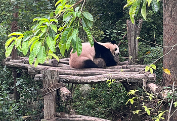 熊猫谷第 103 张图片