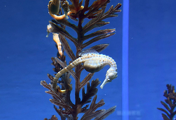 上海海洋水族馆第 220 张图片