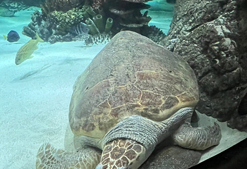 奥兰多海洋生物水族馆第 18 张图片