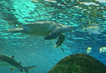 加拿大里普利水族馆第 20 张图片